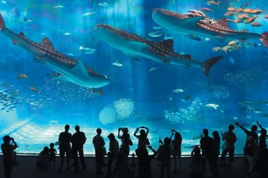 Hurghada Grand Aquarium photo